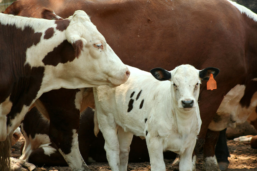 Assicurazione bestiame