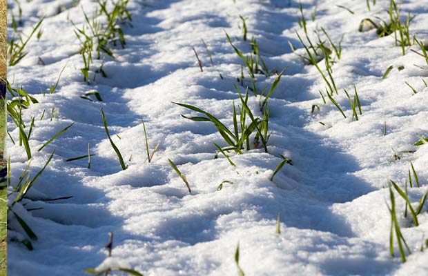 Assicurazione eventi climatici